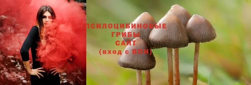 где продают наркотики  Видное  Псилоцибиновые грибы Cubensis 